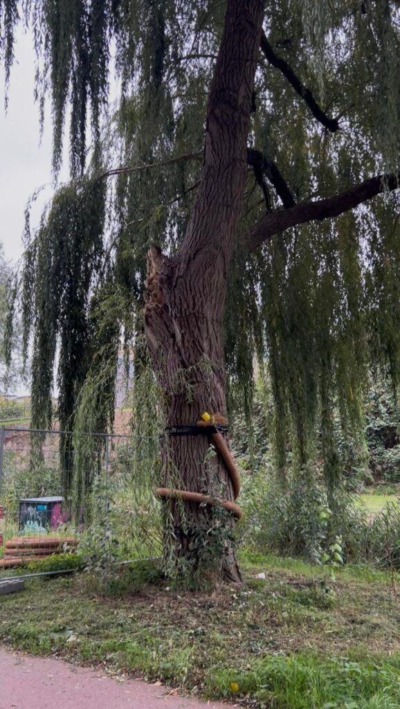 What are they doing to/with this weeping willow?