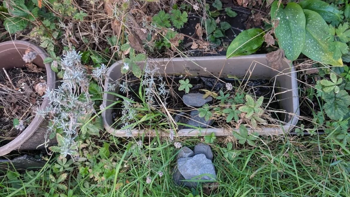 Gardener captures photo of unexpected visitor hiding among plants: ‘Saw this little guy’ "How special!"