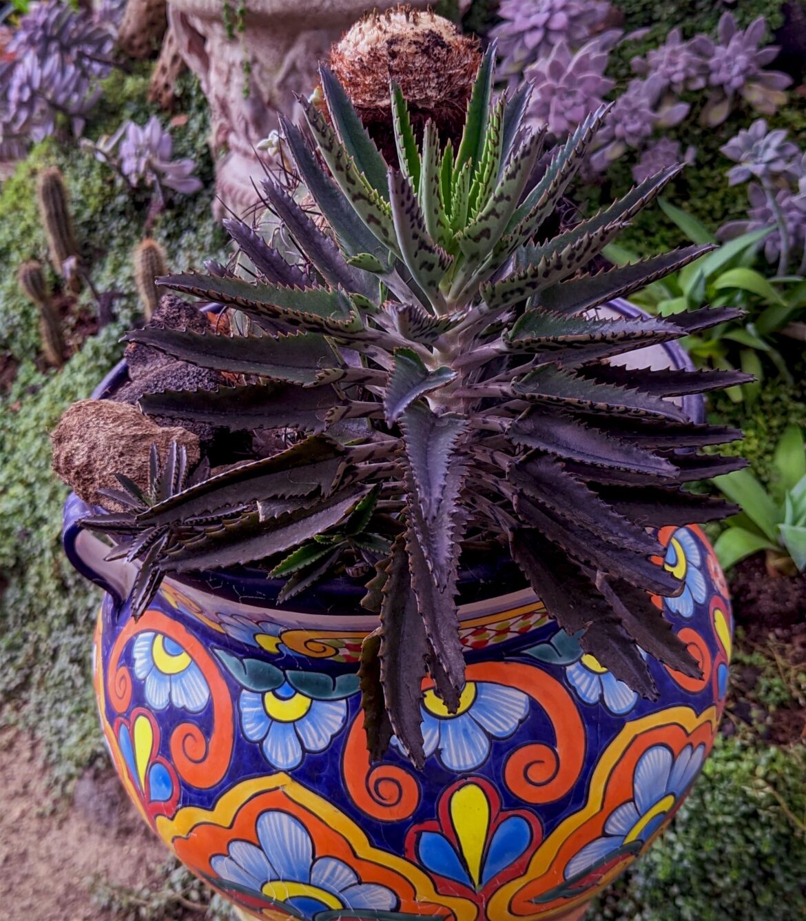 Kalanchoe x houghtonii (K. daigremontiana x K. delagoensis) Mother of Millions Alligator Plant