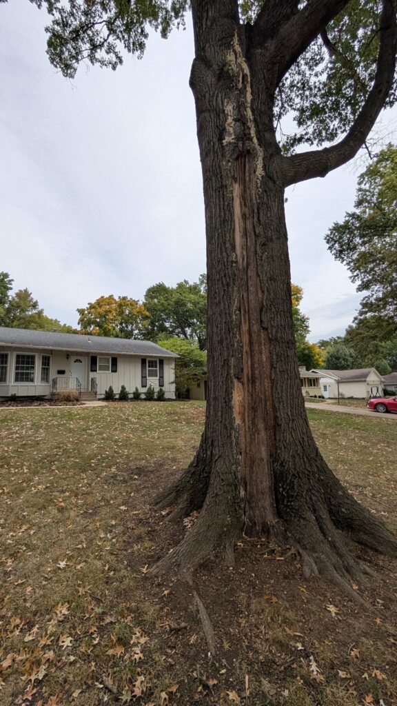 Guys, will this tree make it?