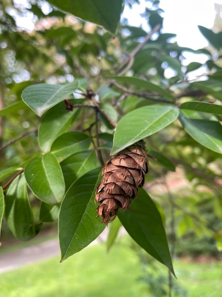 What in the world is this tree with pinecones?