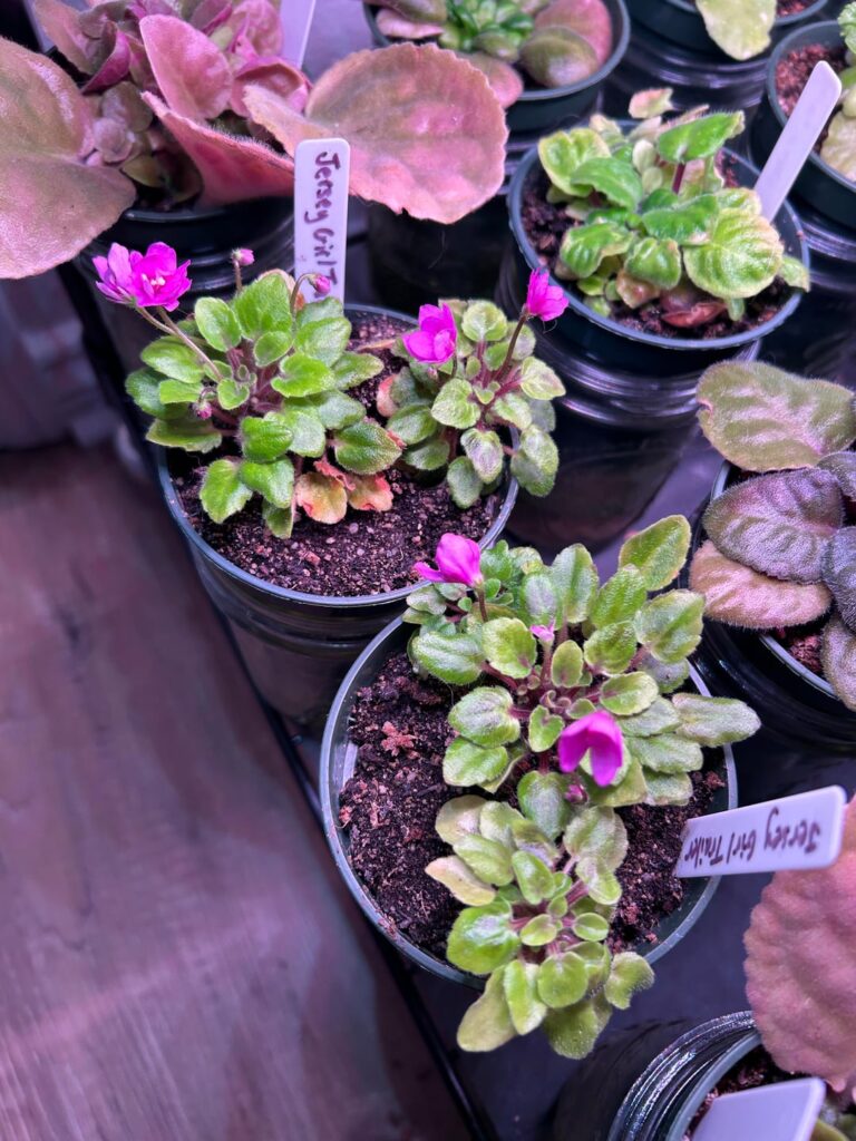 The Jersey Girl Trailer props are enjoying themselves. Jersey Girl Trailer: Single-semidouble fuchsia pansy. Medium green girl foliage. Miniature trailer.