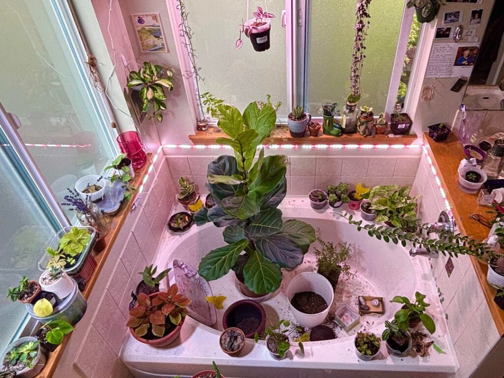 bathtub garden update