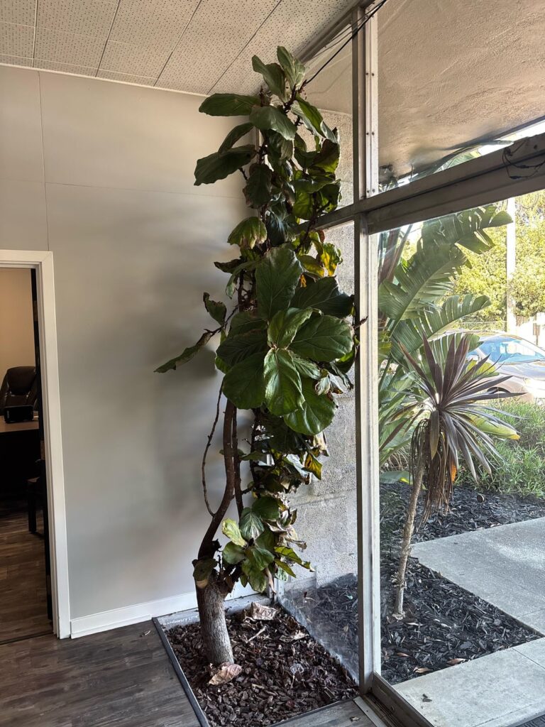Pruning help….. please