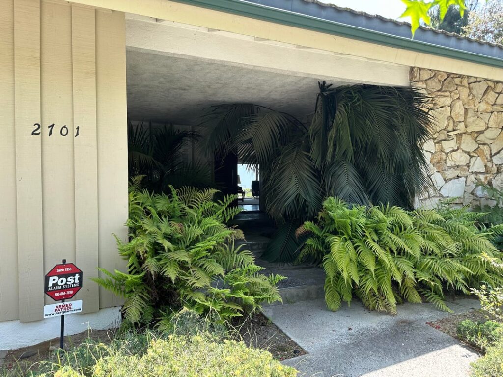 Keep or remove the large palm and what would you do to replace it?