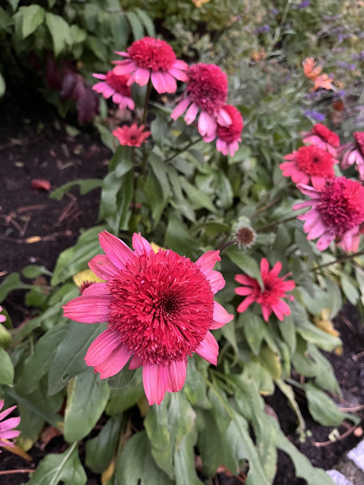 What flower is this?