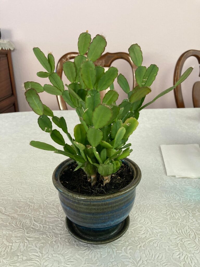 My Easter cactus, Kevin, July 2020 —> today My Easter cactus, Kevin, July 2020 —> today