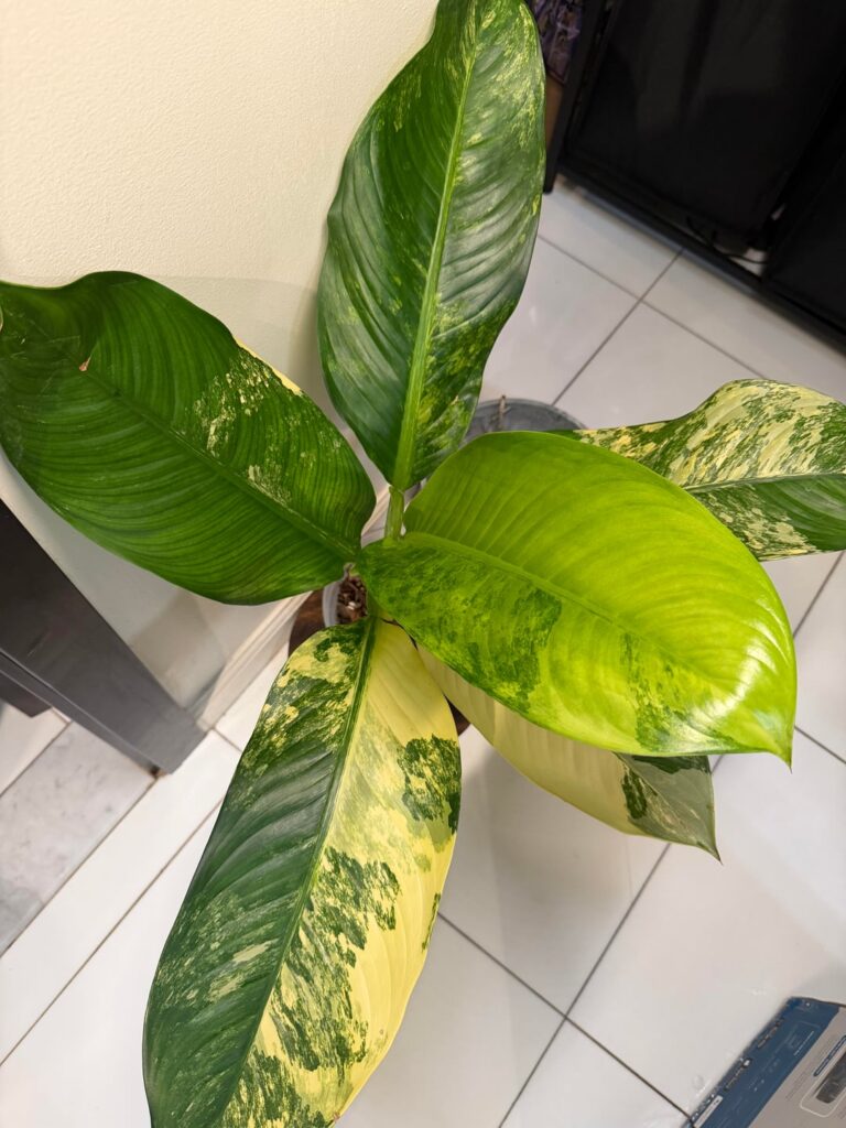 My new Dieffenbachia ‘Big Ben’ 🌿✨ My new Dieffenbachia ‘Big Ben’ 🌿✨