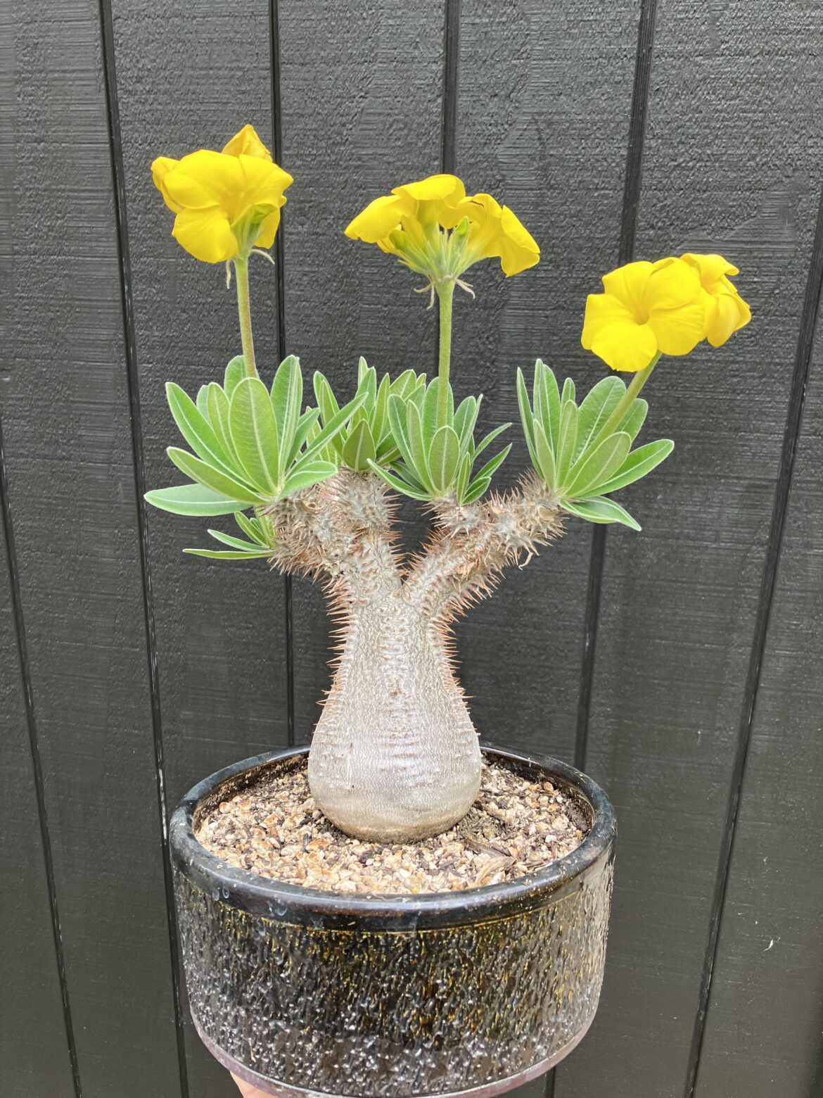 P. gracilius from my own seed, now my largest/oldest one.