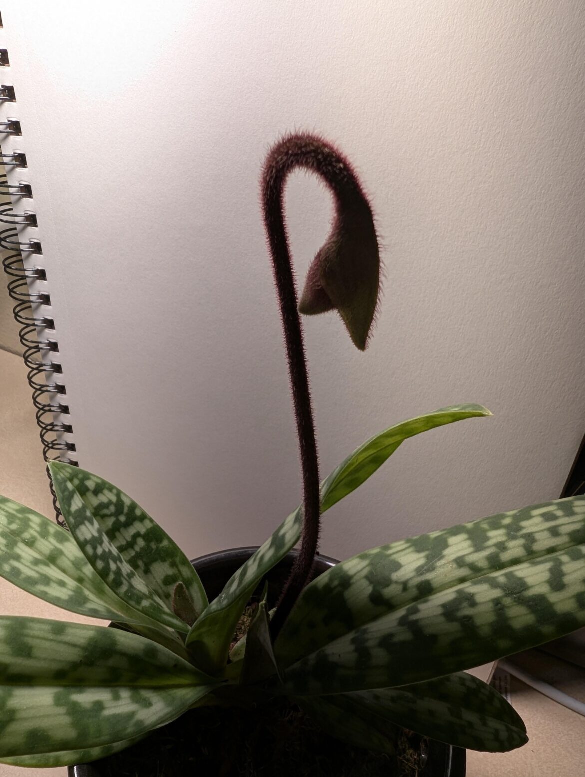 Why do paphiopedilum orchids have fuzzy stems?