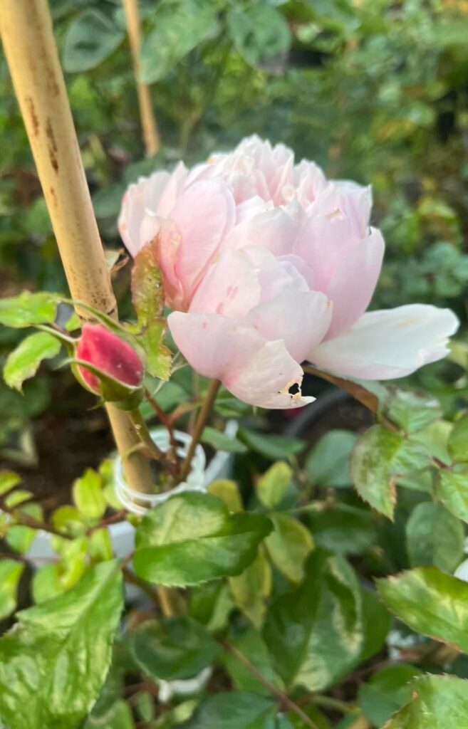Generous Gardener “Climbing English” David Austin Generous Gardener “Climbing English” David Austin