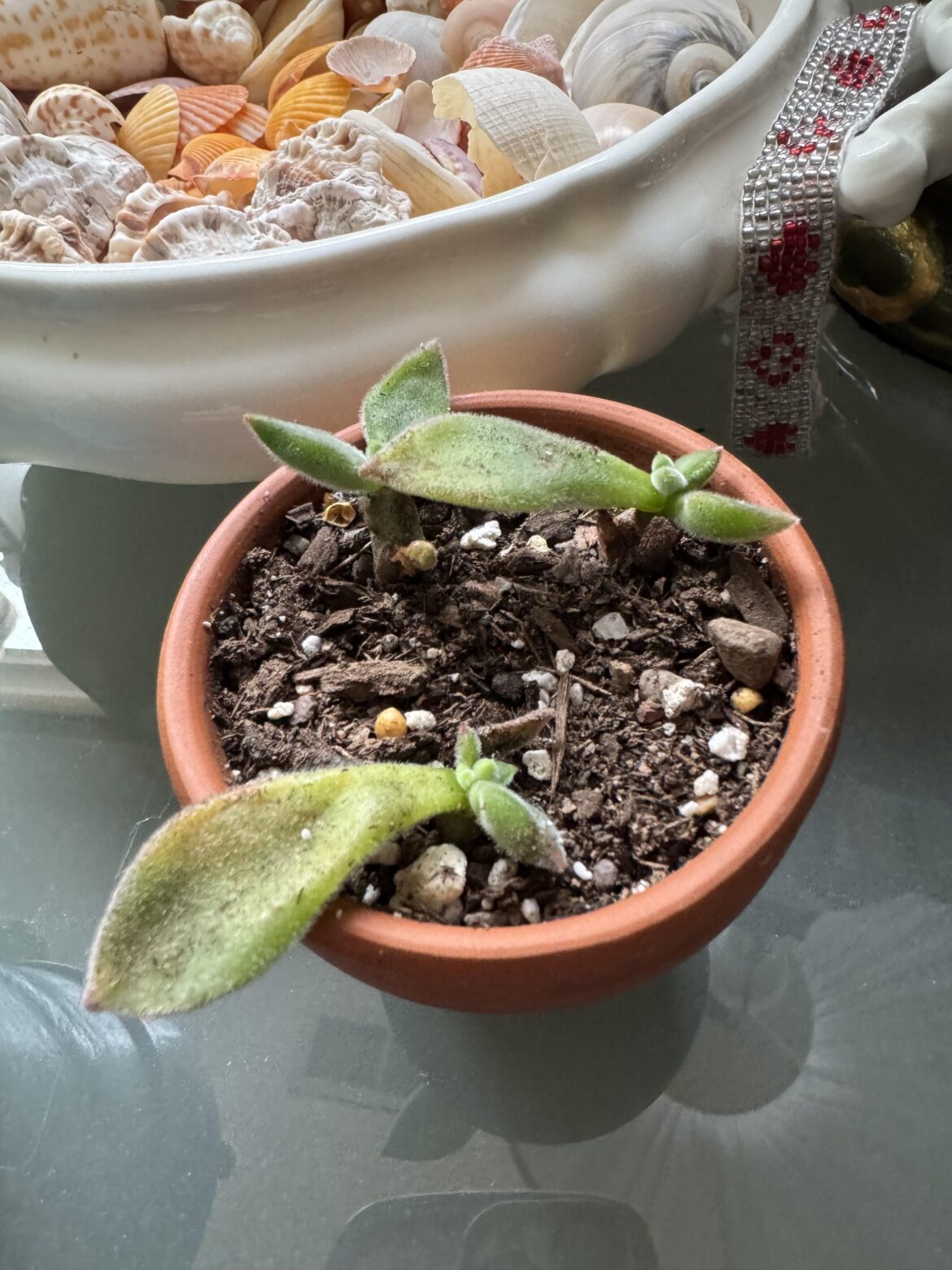 I kill harmsii plants 😭