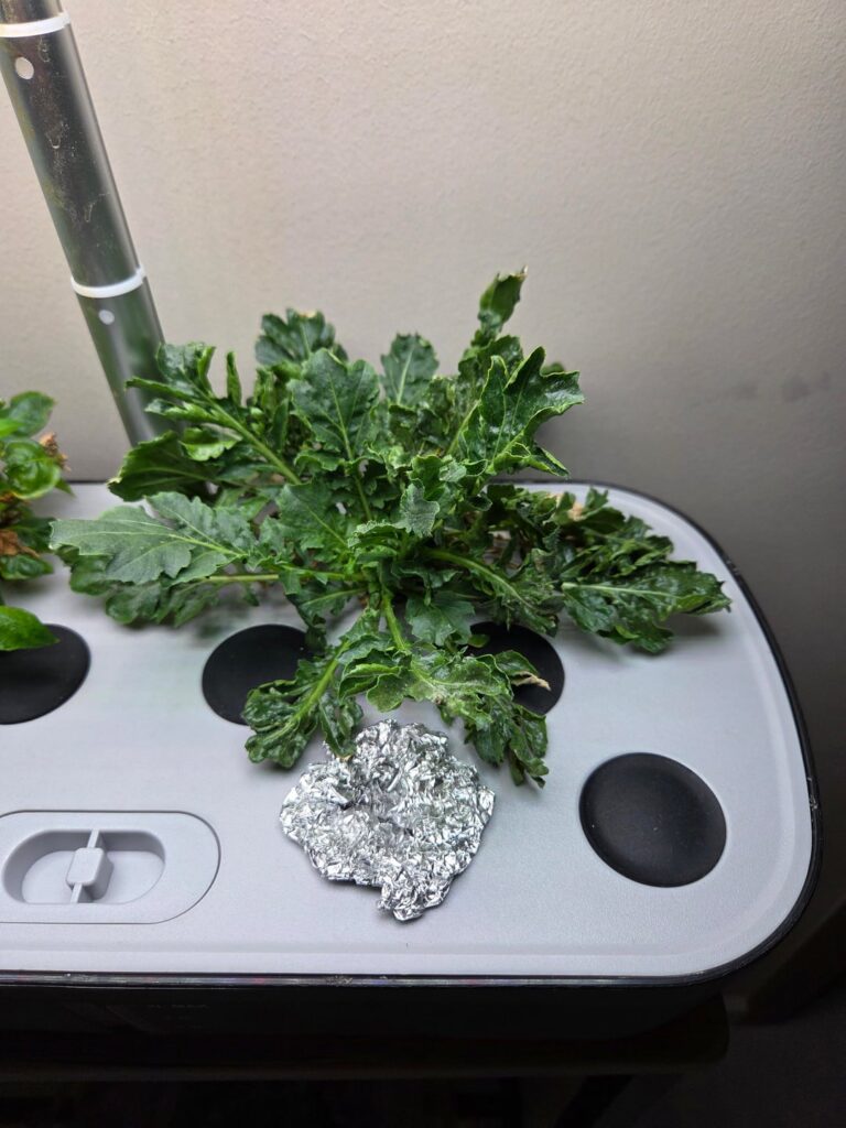 Help! Why does my arugula look like this?