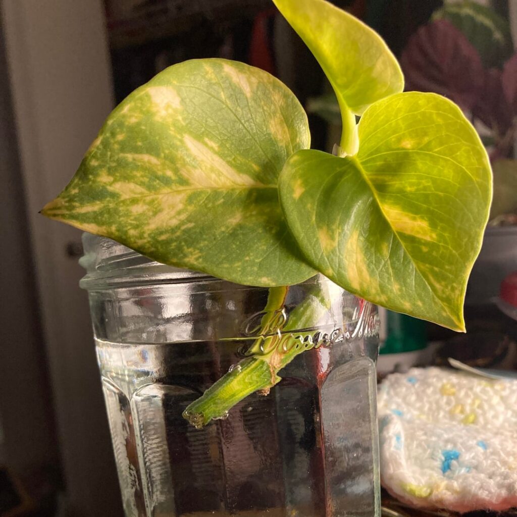 Rooting a cutting from work!