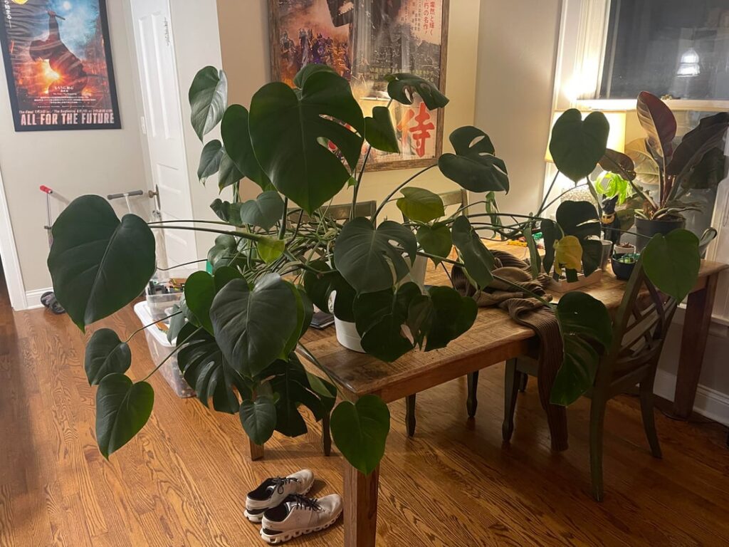 What do I do with this unruly beast