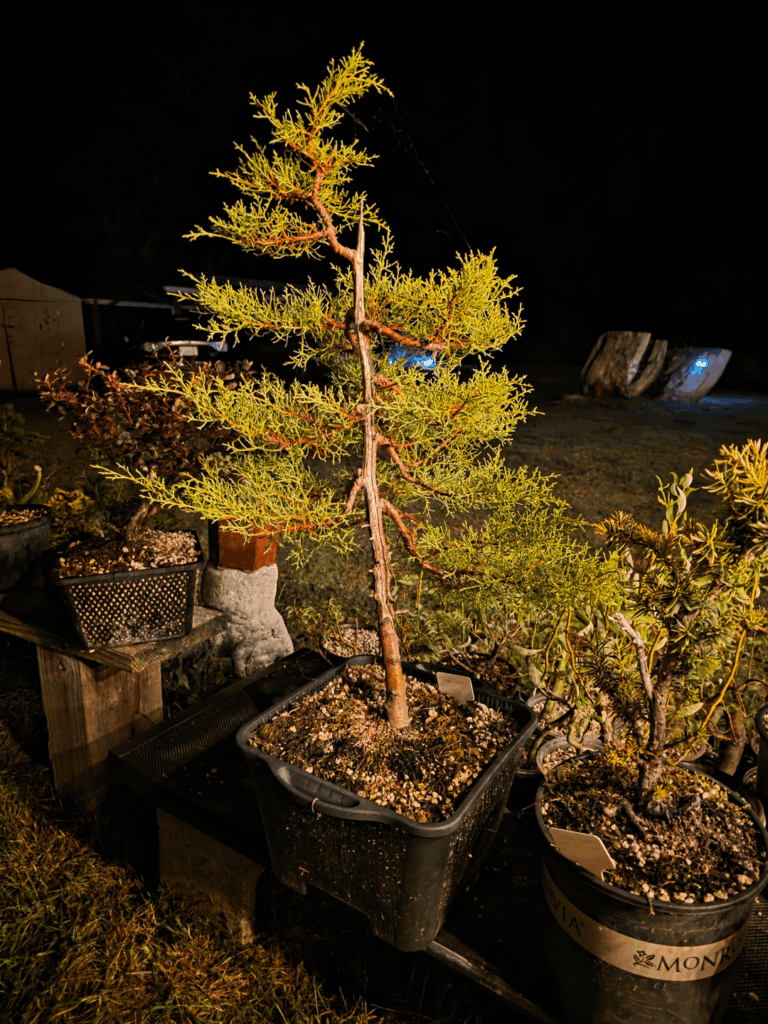 Monterey cypress year progression