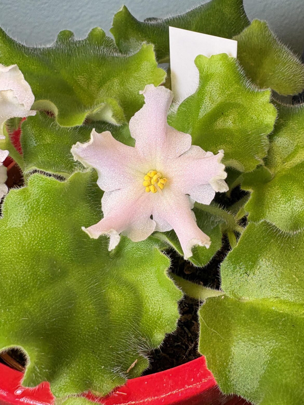 1st AV and she’s blooming!