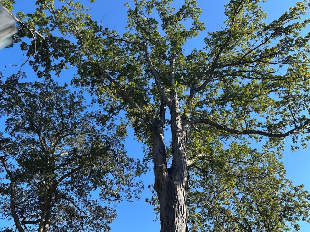 Will excavation of some feeder roots kill my 100 year old white oak?