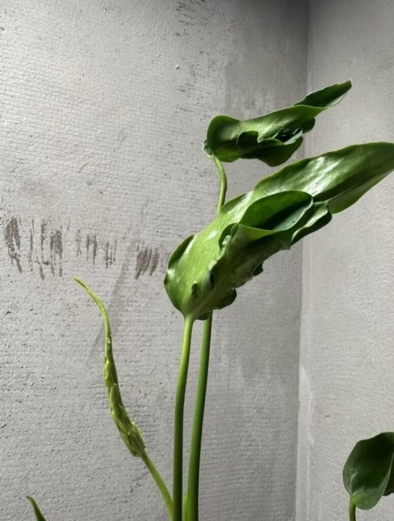 Monstera Deliciosa Hurricane