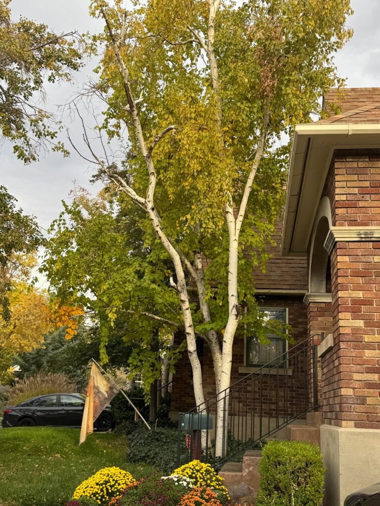 Half my tree died, can I save the other half?