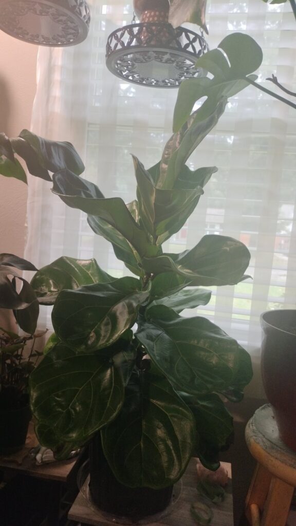 My fiddle leaf is happy. My fiddle leaf is happy.