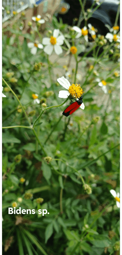 This is the garden's 1st full year and lots of new bugs have come