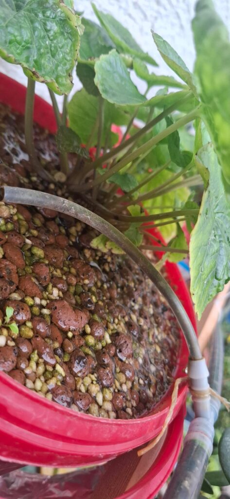 Wasabi Update Wasabi Update