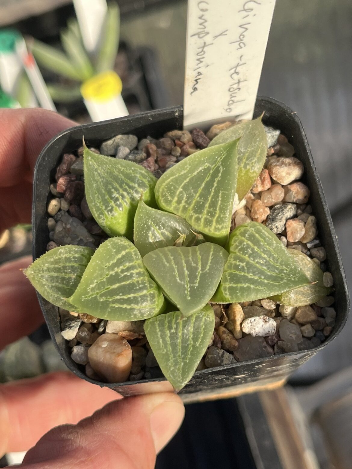 Plants for sale[USA, NE]