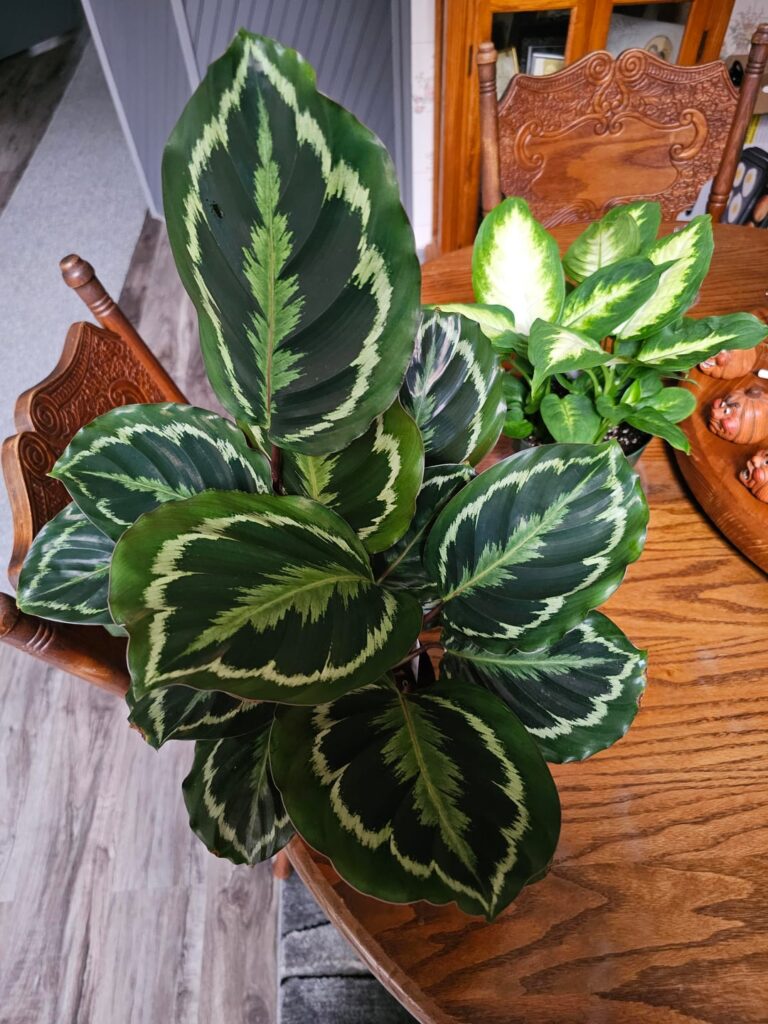 This is my calathea medallion