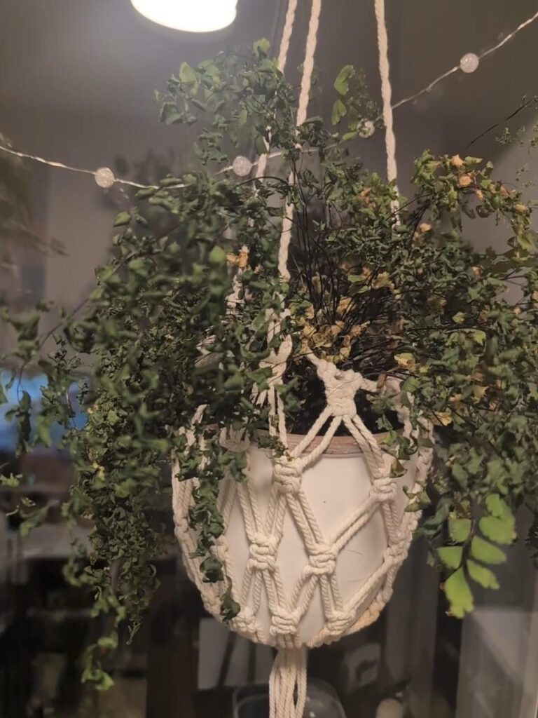 My maiden hair seemed to completely die overnight