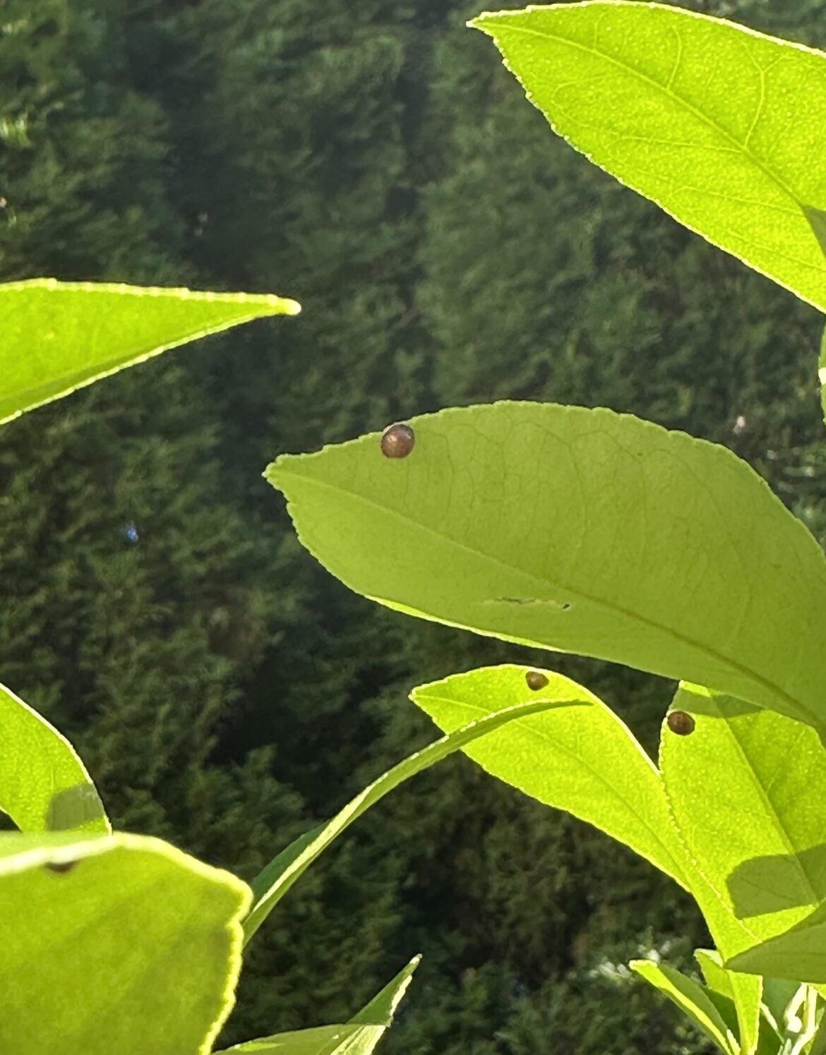 What are these bumps on the underside of the leaf of my Meyer lemon tree?