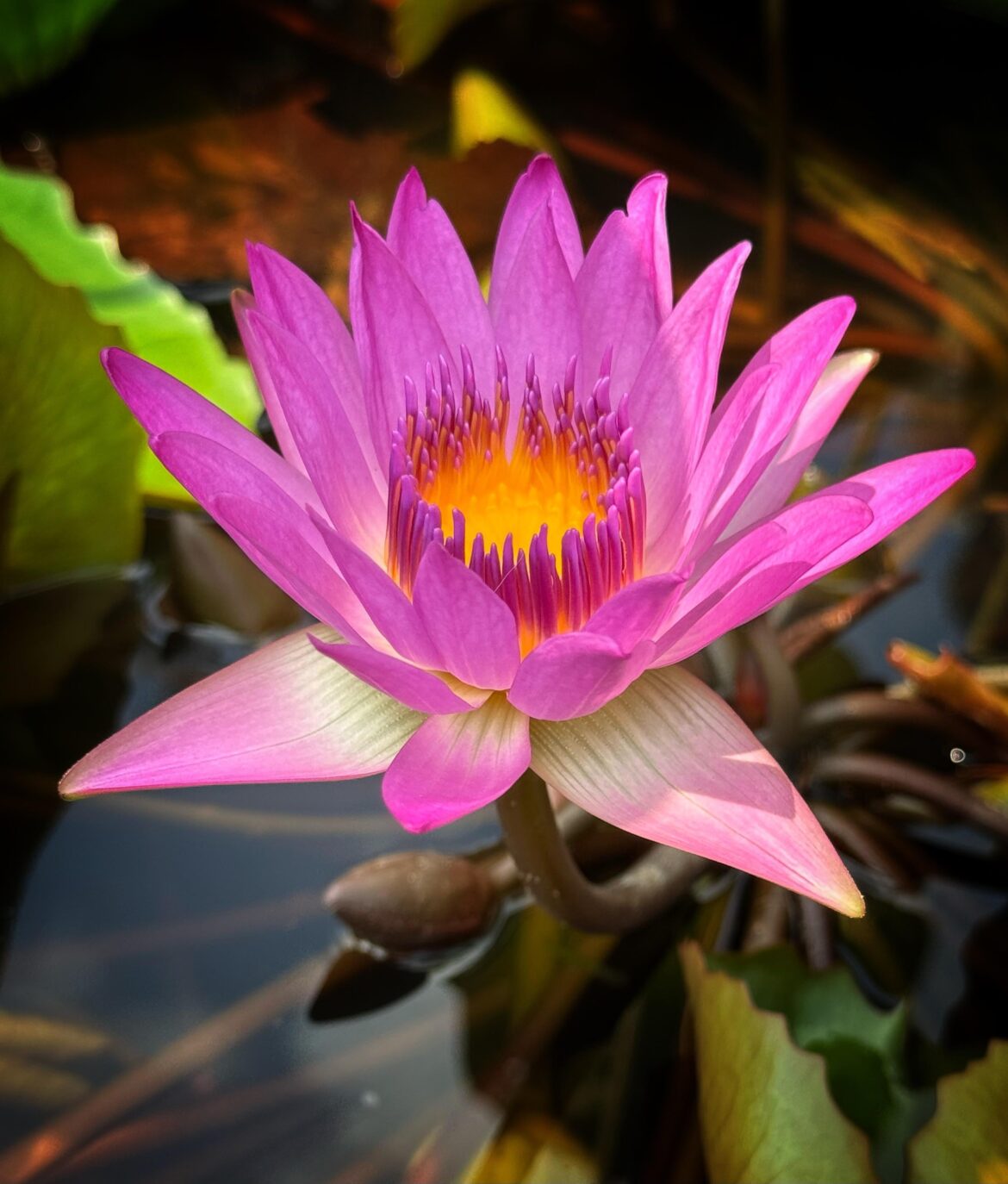 Mother nature was on fire today!