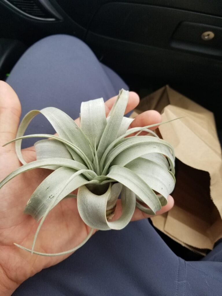 Show your air plant setups!