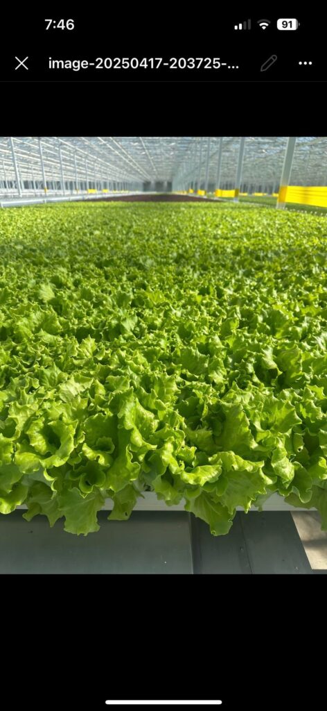 Green Batavia Trials📈🥬