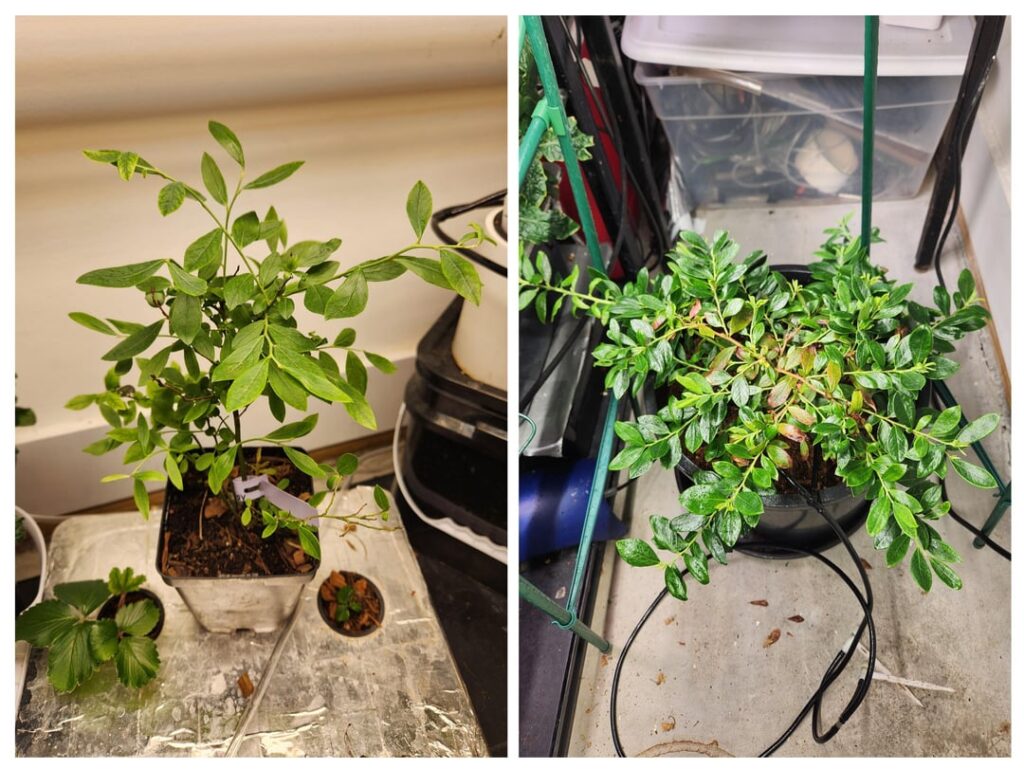 First year blueberry! Time for dormancy?