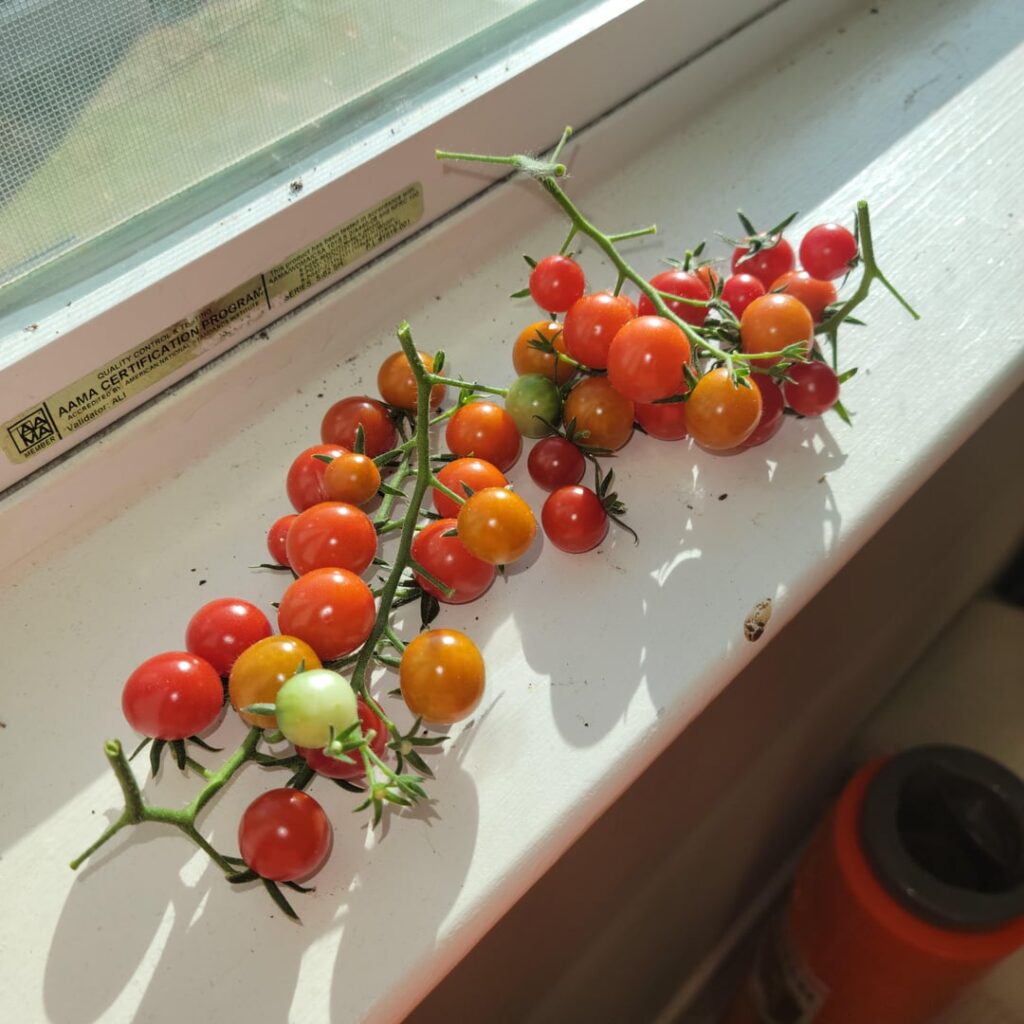 Update on indoor tomato plant! Update on indoor tomato plant!