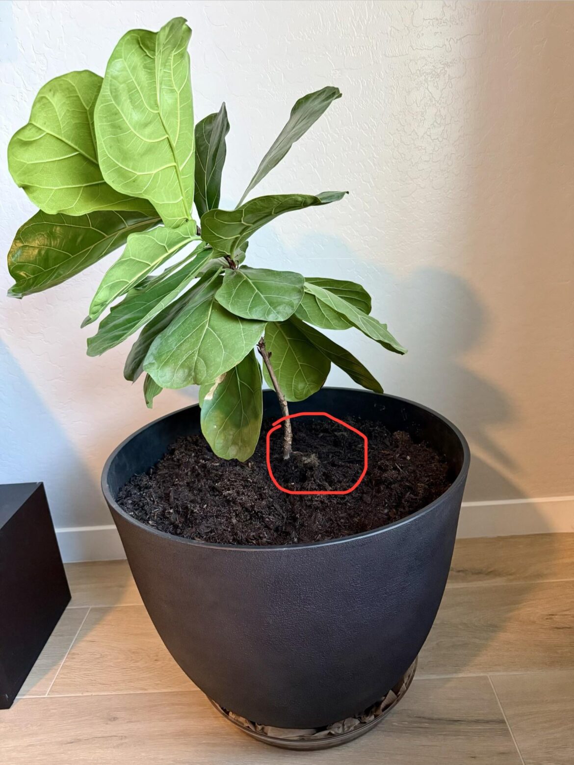 Repotted today, should I cover the circled area with soil? It was underneath soil in the previous pot but just noticed it.