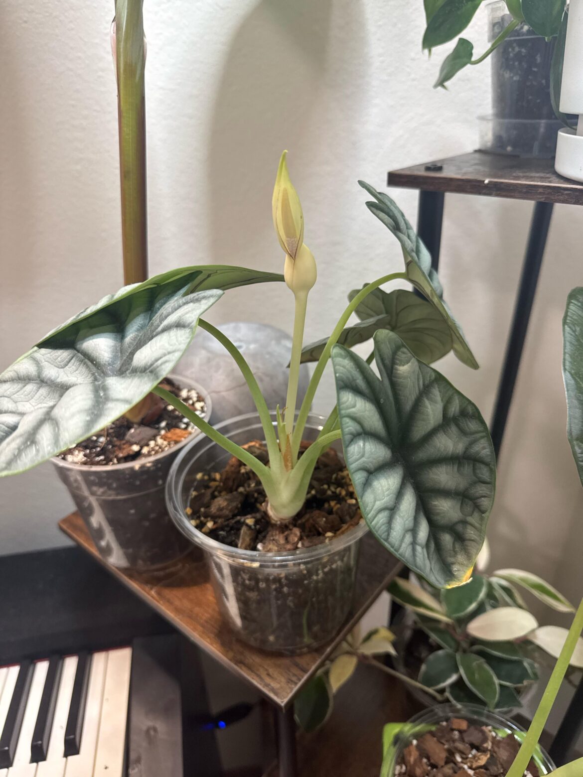 Guys is my alocasia blooming rn….