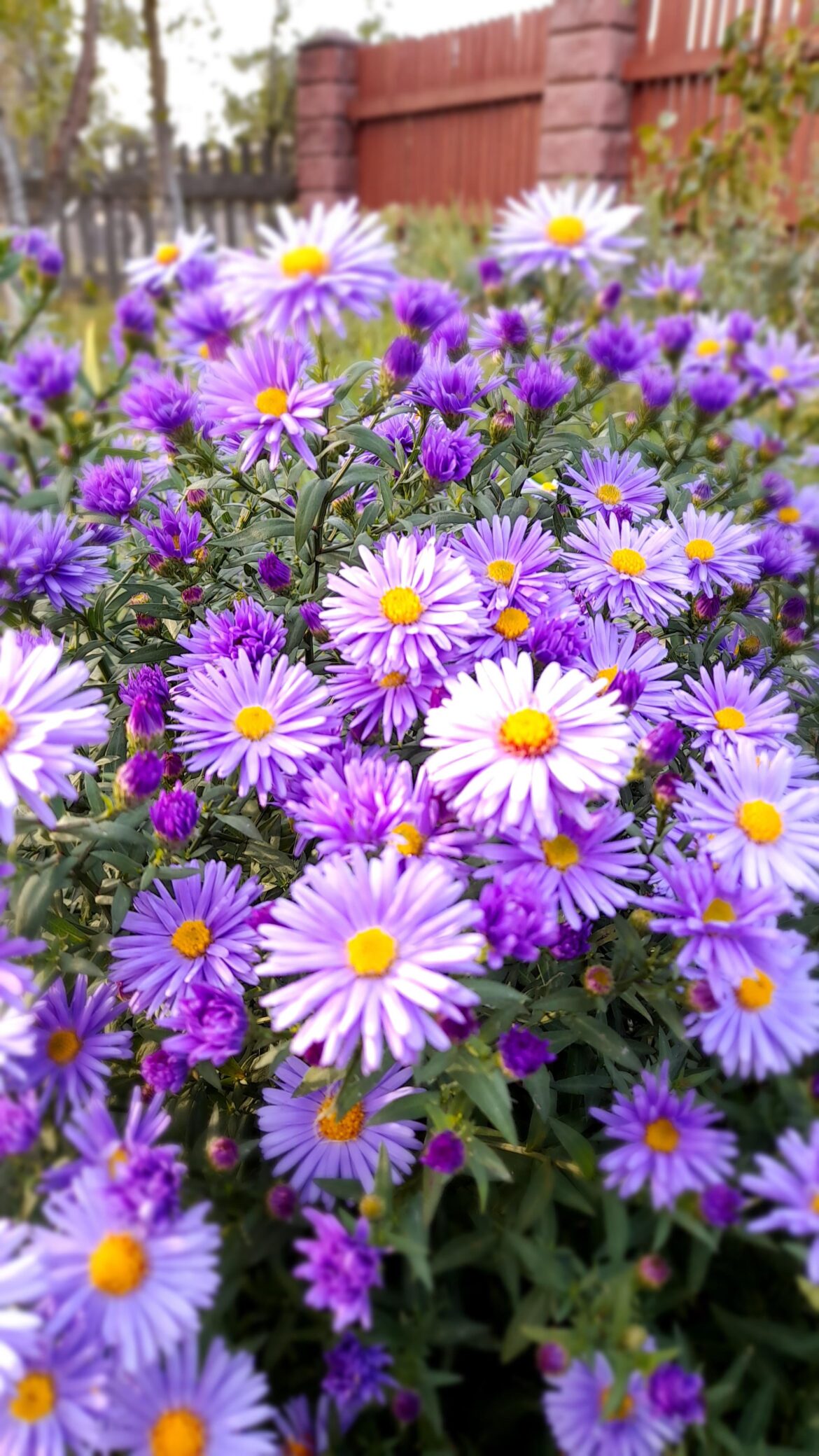 Does anyone like chrysanthemums as much as I do?