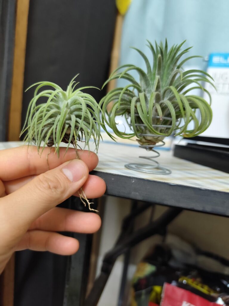 Bought these girls (mama and pup) on June 2024, the pup was very small, rootless and was attaching on the mom bottom, and now the pup has grown a lot and keeps putting out roots! 😍 Bought these girls (mama and pup) on June 2024, the pup was very small, rootless and was attaching on the mom bottom, and now the pup has grown a lot and keeps putting out roots! 😍