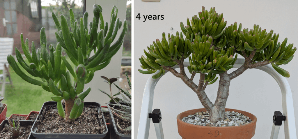 2-4 year progress on a few of mine