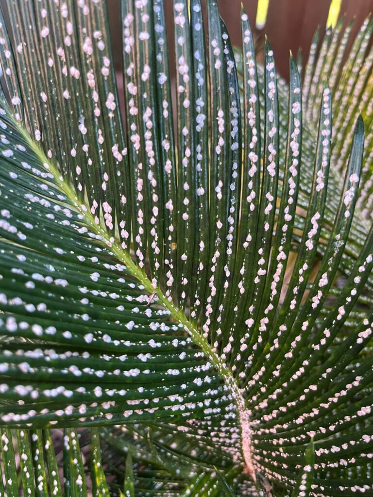What is this on my palm tree and how can I fix it?