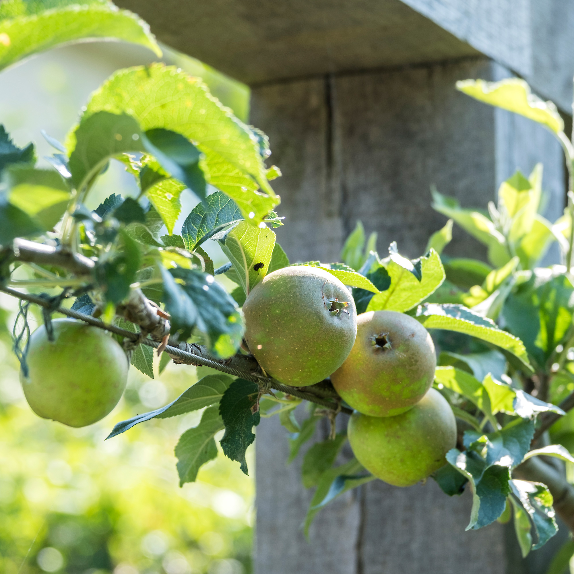 close up of a branch from an apple tree laden with apples beside a pergola