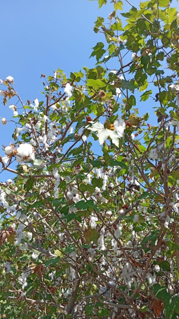 I'm sorry, what? Is this cotton?