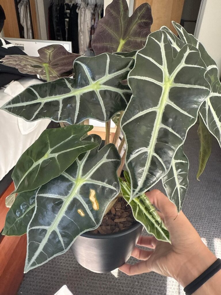 Update and need Advice for Dying Alocaisa Update and need Advice for Dying Alocaisa