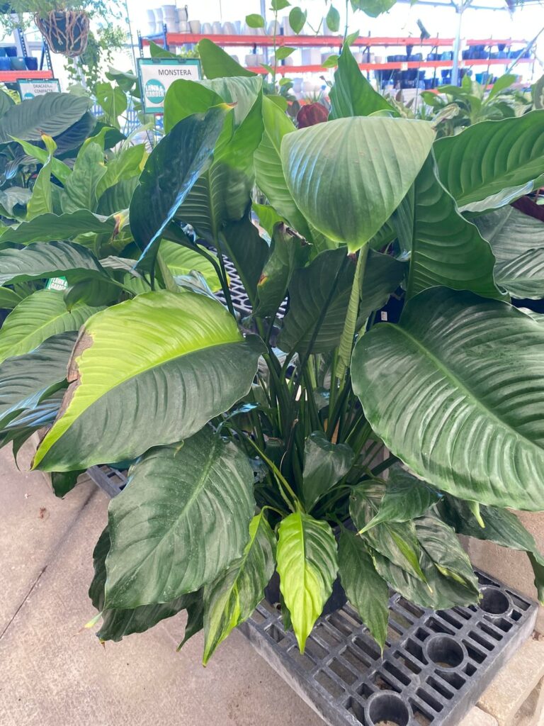 Spathiphyllum variegation?