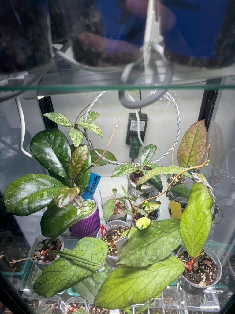 Just want to share my collection atm 🫶 Just want to share my collection atm 🫶