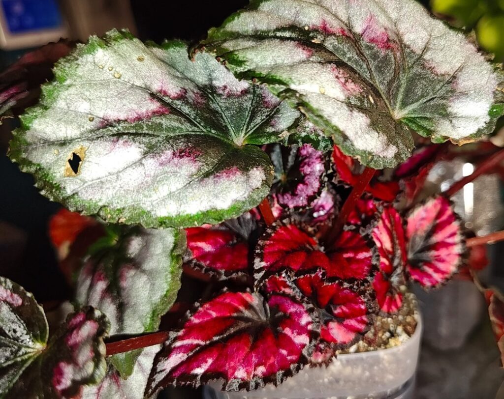 What’s causing my begonia to drastically change colors? What's causing my begonia to drastically change colors?