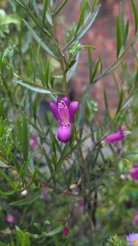 Snapshots from my native garden
