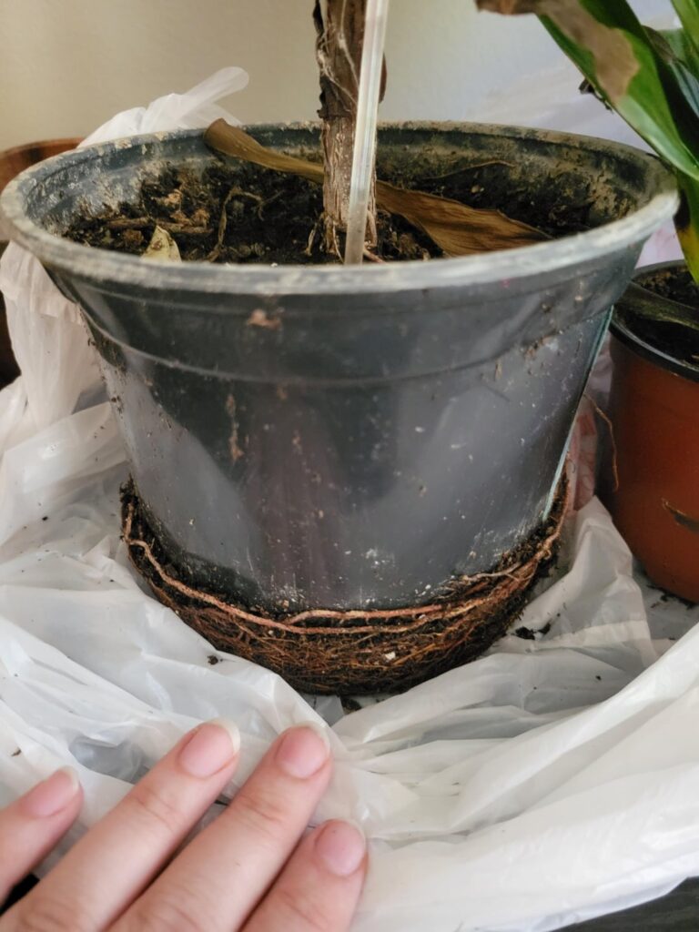 Got a free fig! Now what?